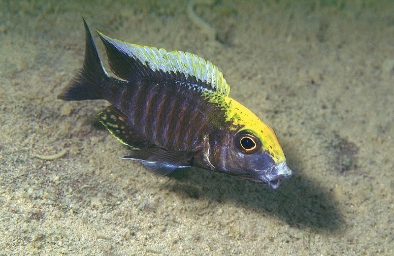 Aulonocara maylandi 'Chimwalani Reef'